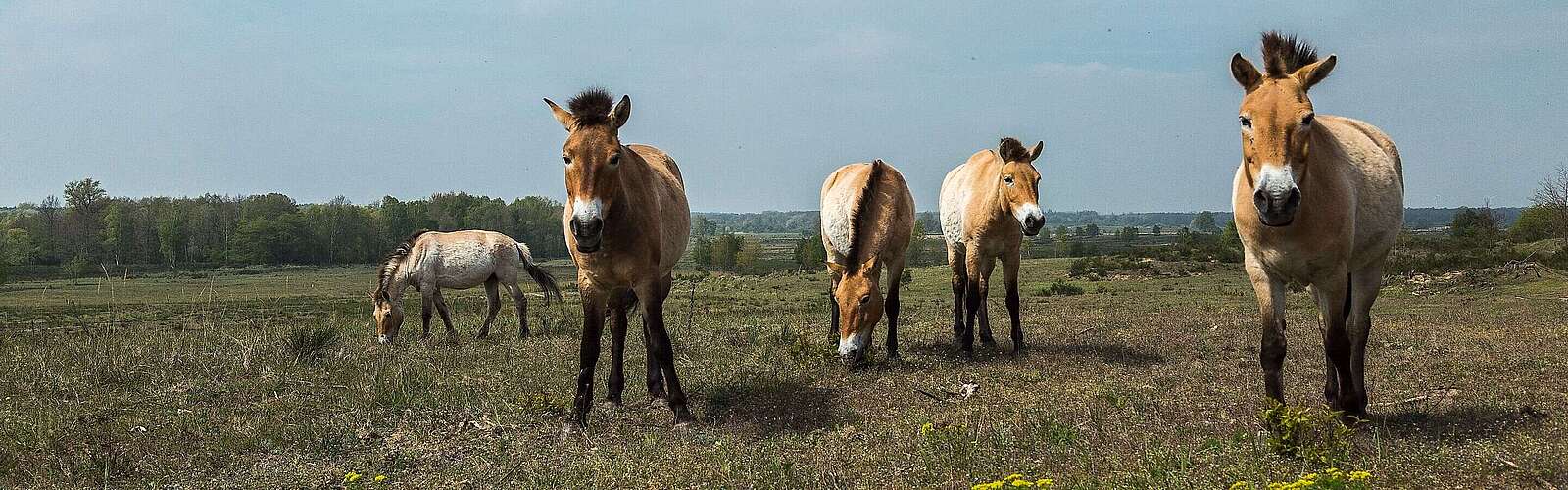 Przewalski-Pferde in Sielmanns Naturlandschaft Döberitzer Heide