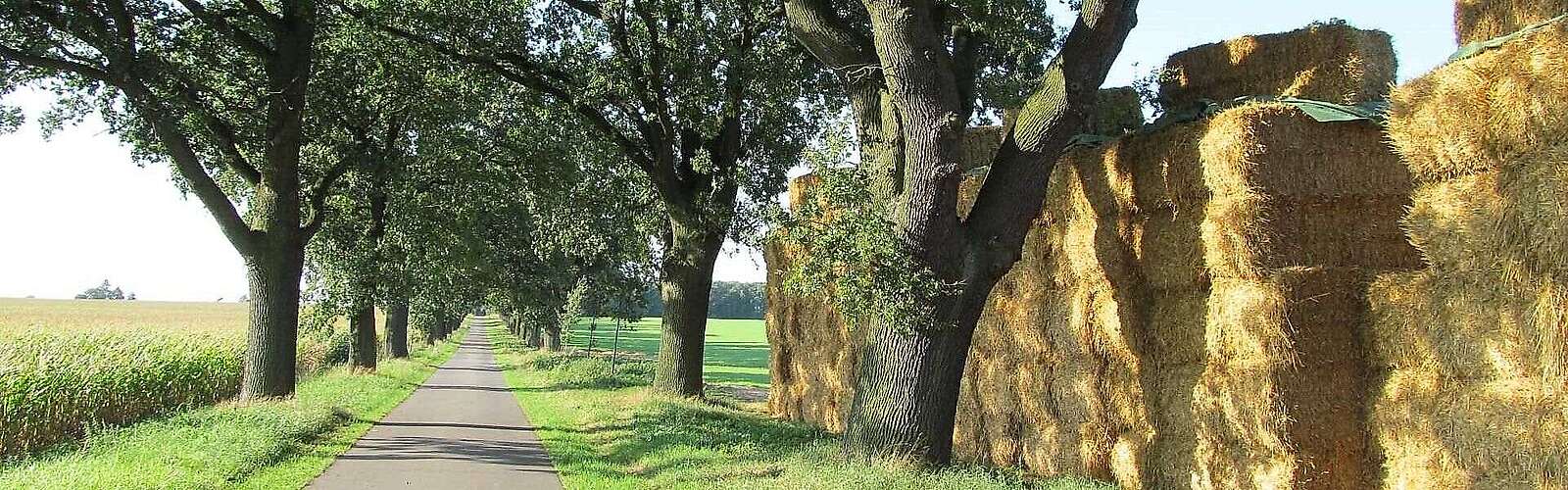 Heuballen am Oderbruchbahnradweg