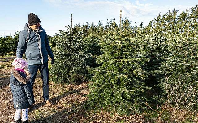 Weihnachtsbaumschlagen auf dem Werderaner Tannenhof Weihnachtsbaumschlagen auf dem Werderaner Tannenhof