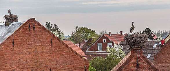 Die Dächer des Storchendorfes Rühstädt
