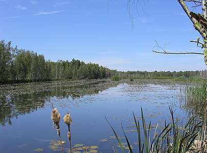 Seerosen im Naturschutzgebiet "Der Loben"