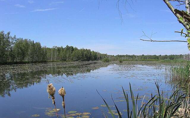 Seerosen im Naturschutzgebiet "Der Loben"