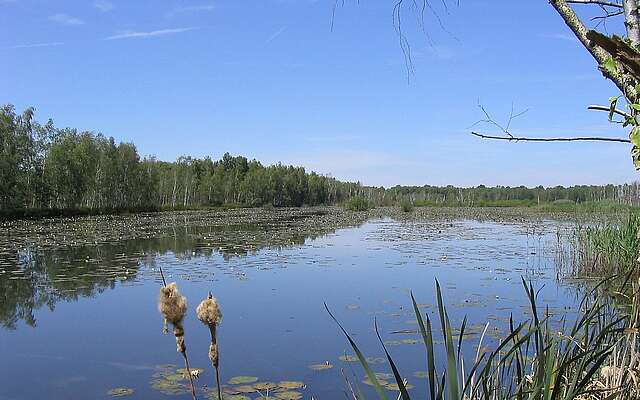 Seerosen im Naturschutzgebiet "Der Loben"