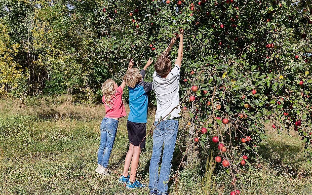 Äpfel pflückende Kinder