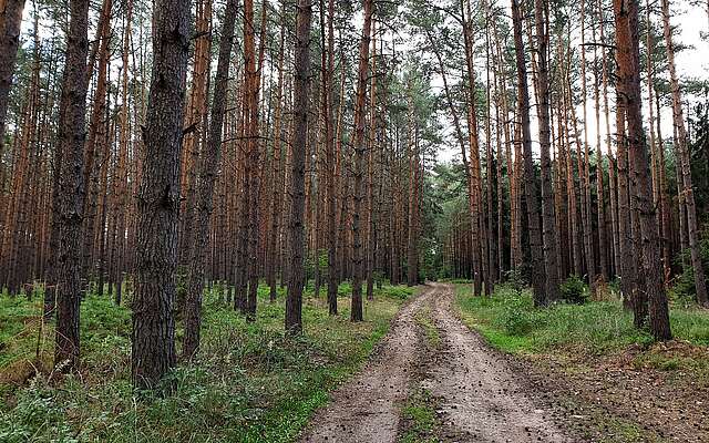 Findlingswanderweg im Hohen Fläming