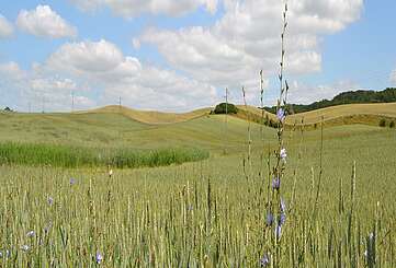 Kornfeld in der Uckermark