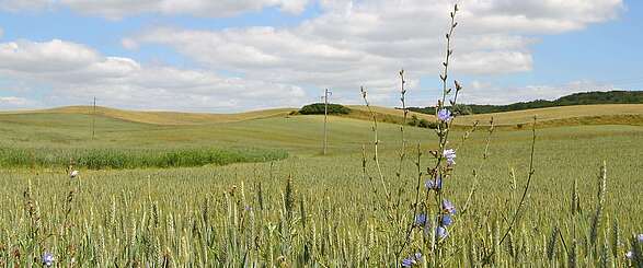 Kornfeld in der Uckermark