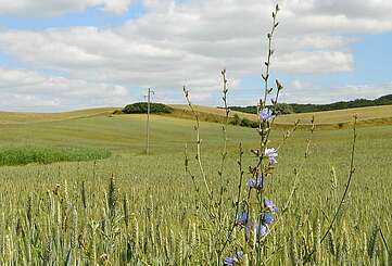 Kornfeld in der Uckermark