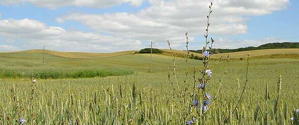 Kornfeld in der Uckermark