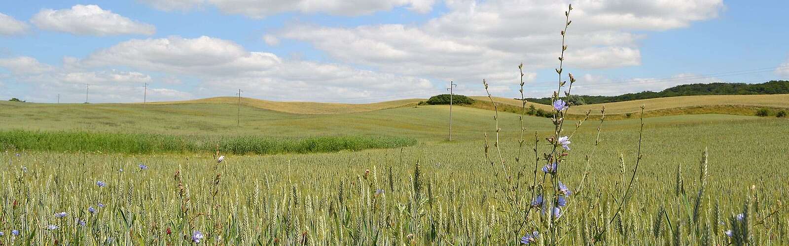 Kornfeld in der Uckermark
