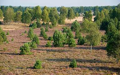 Sielmanns Naturlandschaft Kyritz-Ruppiner Heide