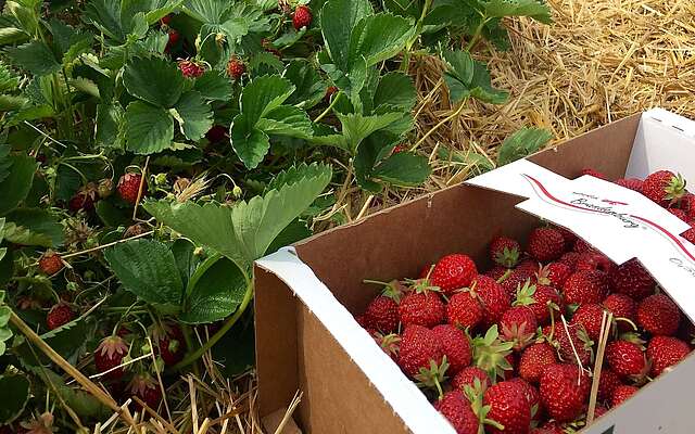 Erdbeeren selbst pflücken