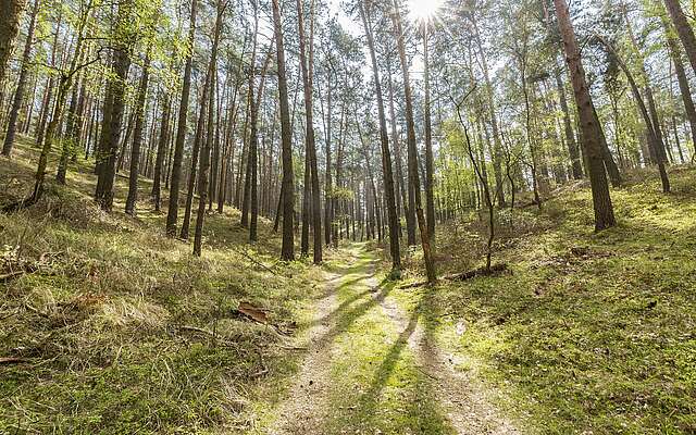 Wanderweg im Naturpark Hoher Fläming