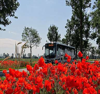 Havelbus in der Natur