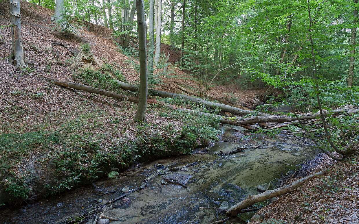 Das Hellmühler Fließ im Biesenthaler Becken