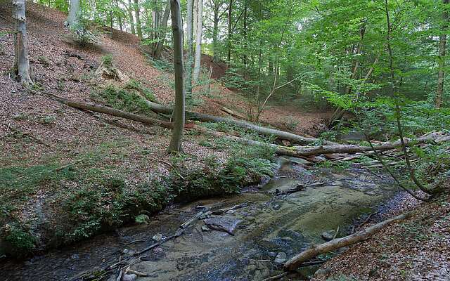 Das Hellmühler Fließ im Biesenthaler Becken