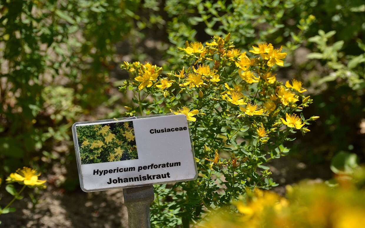 Das gelb blühende Johanniskraut wirkt beruhigend und hilft gegen Nervosität.