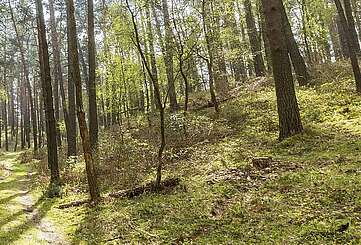 Rummel im Naturpark Hoher Fläming