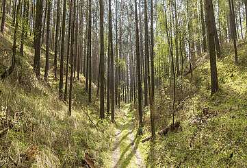 Rummel im Naturpark Hoher Fläming