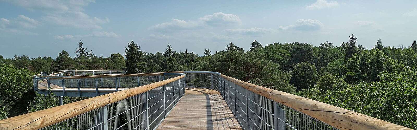 Entlang des Baumkronenpfades bei Beelitz