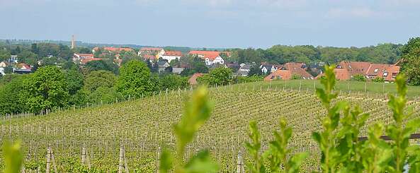 Werderaner Wachtelberg