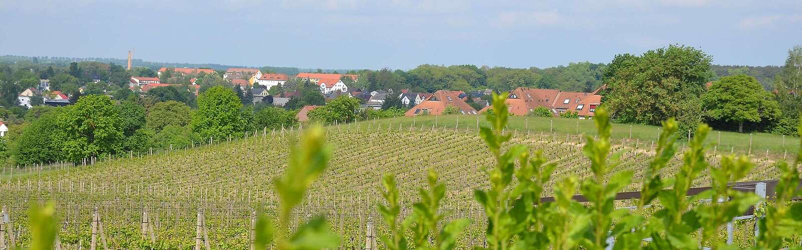 Werderaner Wachtelberg