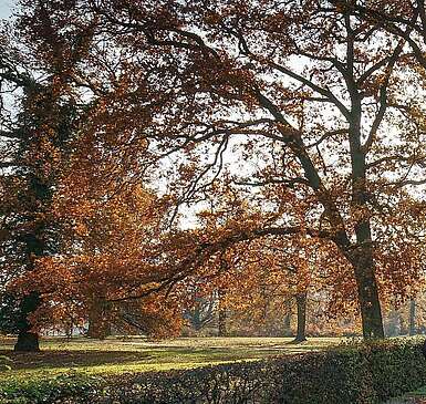Neuer Garten im Herbst