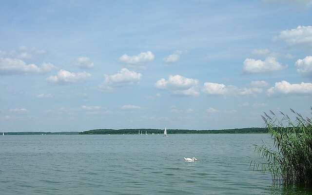 Blick auf den Schwielochsee
