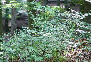 Ranger aus der Schorfheide