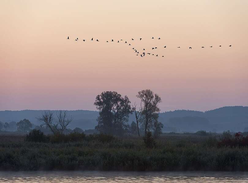 Kraniche im Nationalpark Unteres Odertal