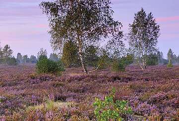 Dämmerung in der Reicherskreuzer Heide