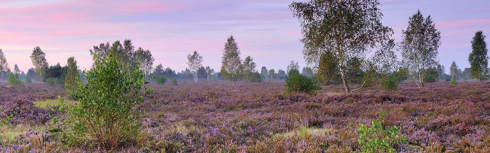 Dämmerung in der Reicherskreuzer Heide