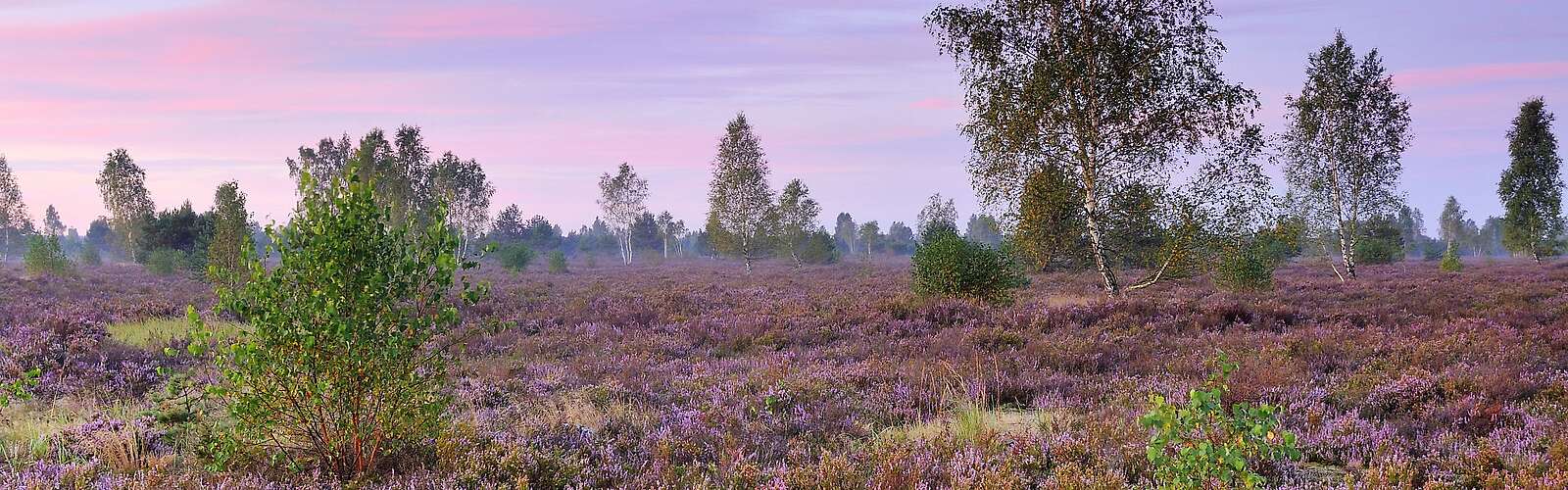 Dämmerung in der Reicherskreuzer Heide