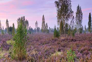 Dämmerung in der Reicherskreuzer Heide