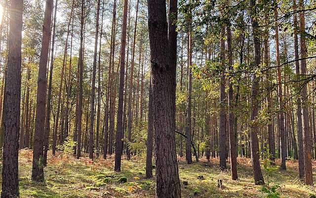 Waldspaziergang