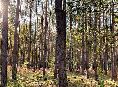 Waldspaziergang