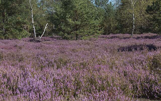 Blühende Heide