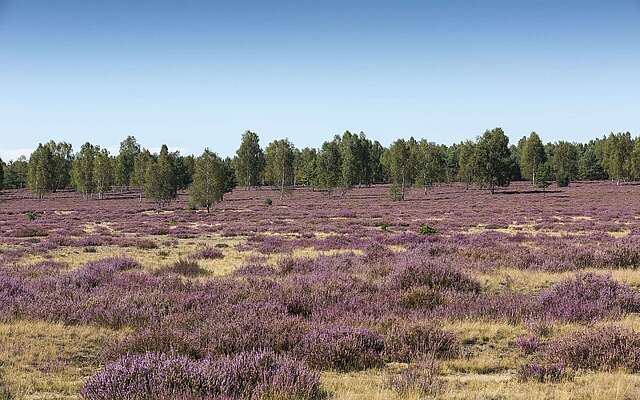 Blühende Heide