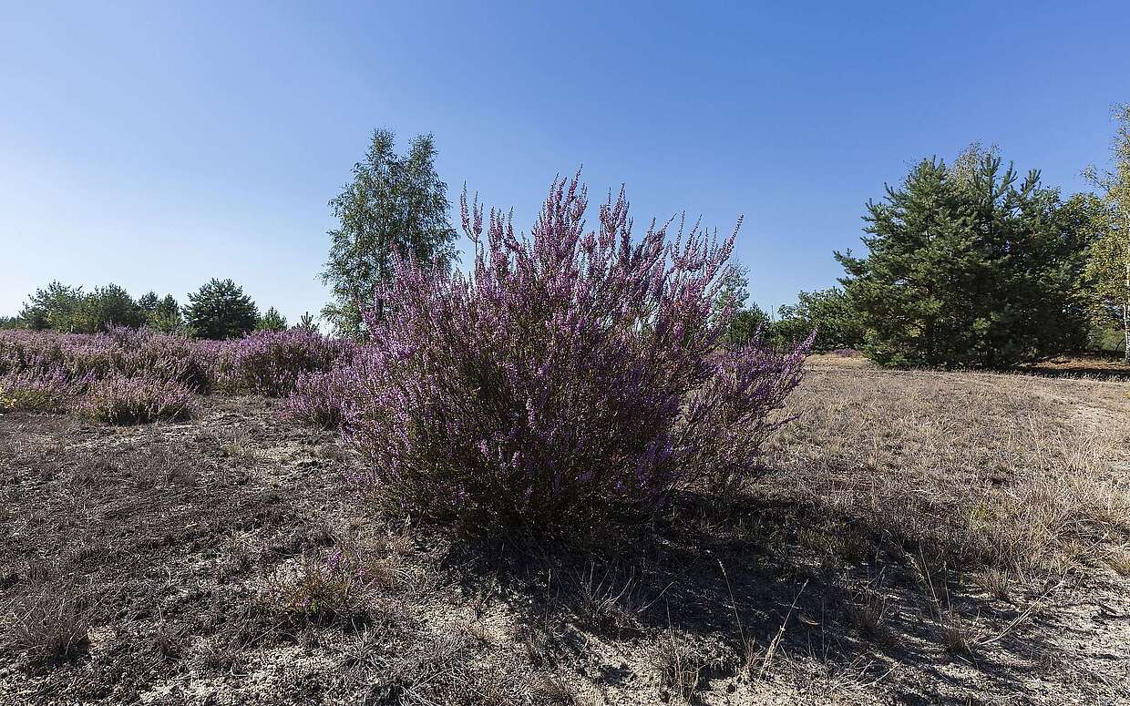 Blühende Heide