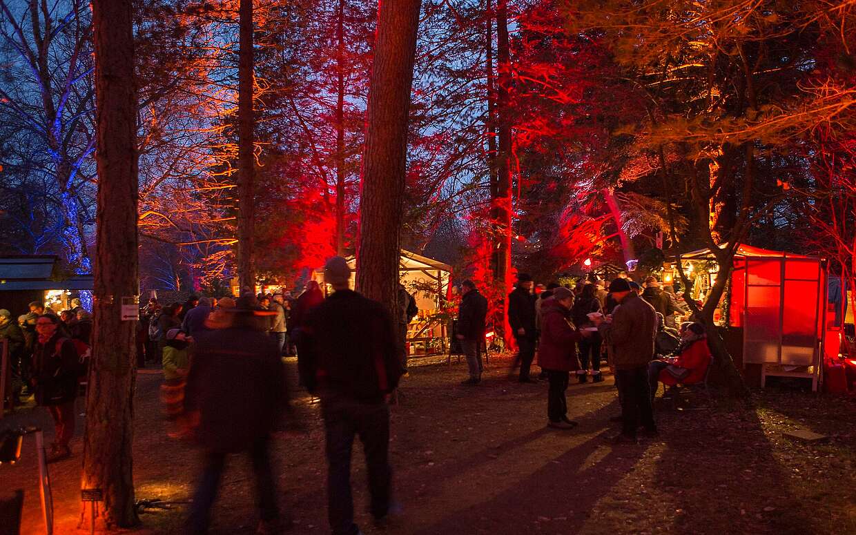 Waldweihnacht in Eberswalde