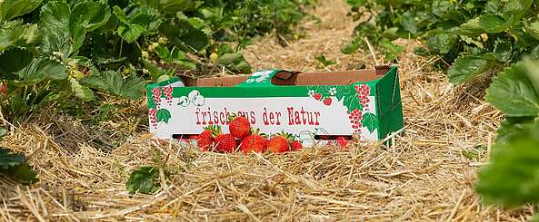 Erdbeerzeit auf dem Obstgut Franz Müller