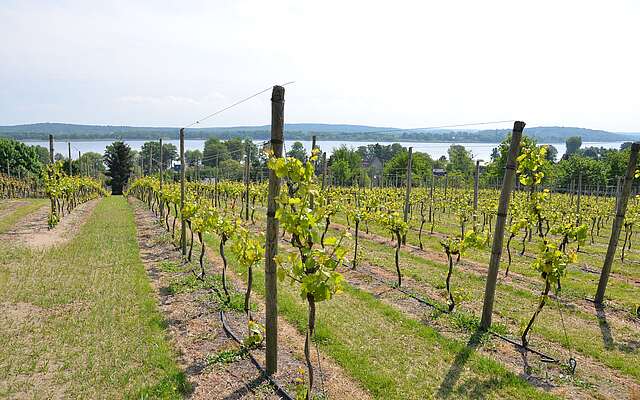 Weinreben auf dem Wachtelberg