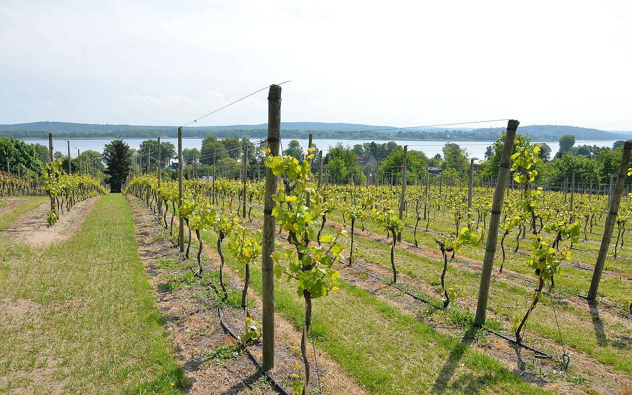 Weinreben auf dem Wachtelberg