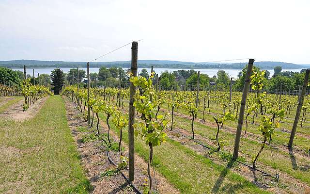 Weinreben auf dem Wachtelberg