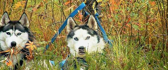 Wandern mit Huskies