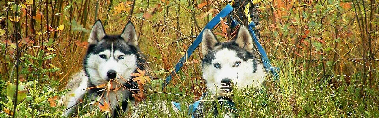 Wandern mit Huskies