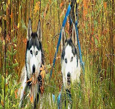 Wandern mit Huskies