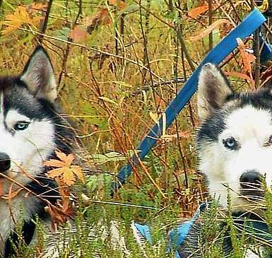 Wandern mit Huskies
