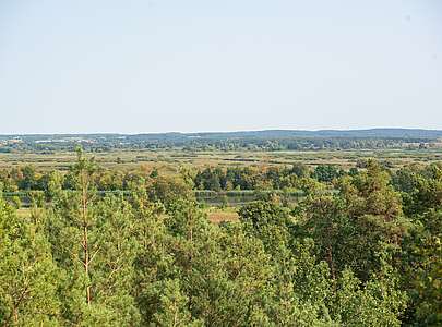 Blick auf Wald und Oder