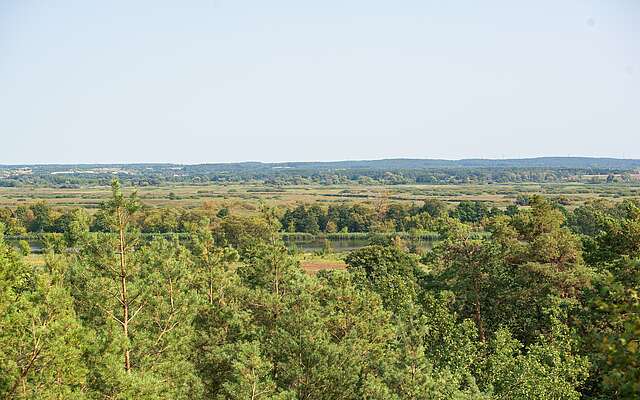 Blick auf Wald und Oder